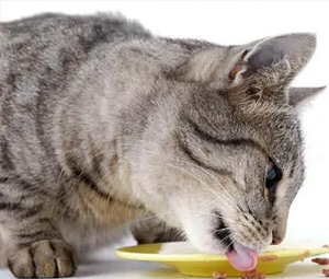 猫饲料香精-鱼味香精